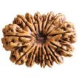 15 mukhi rudraksha